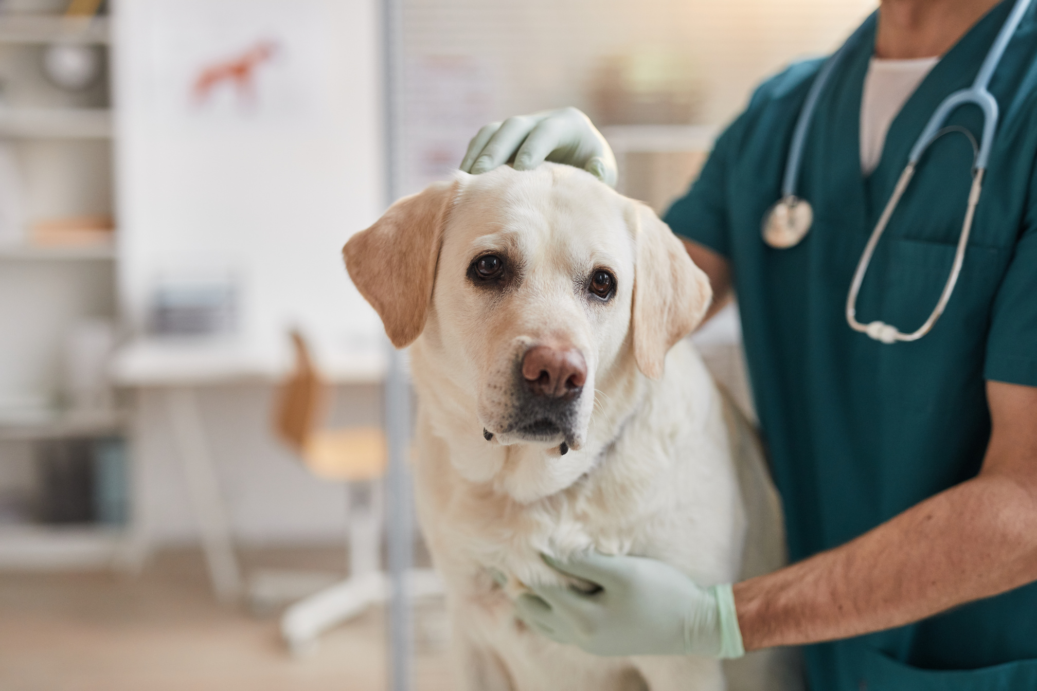 Close up of Dog at Vet Clinic